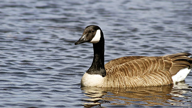 istock The Canada Goose swimming on calm blue waters 474937834