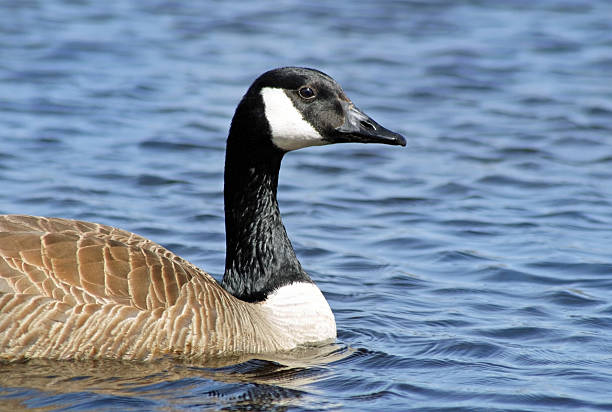 istock The Canada Goose swimming on calm blue waters 474937836