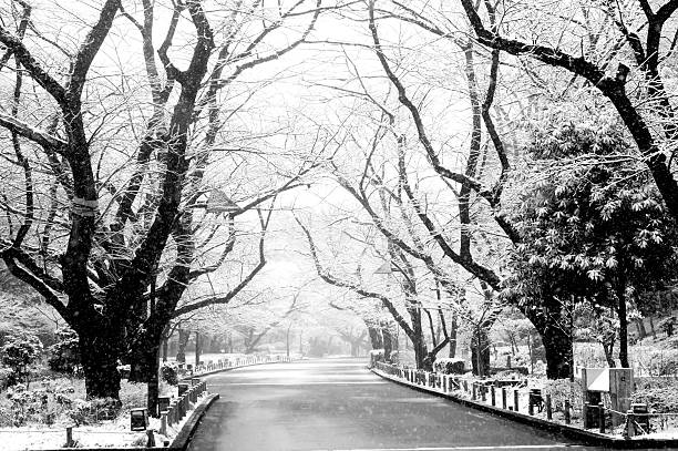 istock winter Row of cherry trees 474937923