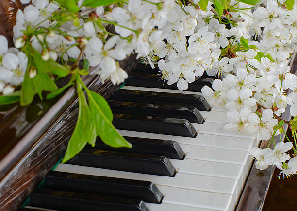 istock the blossoming cherry on a piano 474938130