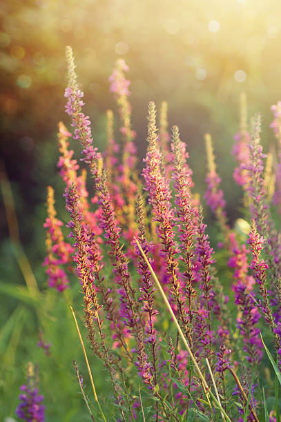 Sun glow on Purple loosestrife plant - crybaby-grass morning glow lythrum salicaria purple loosestrife stock pictures, royalty-free photos & images