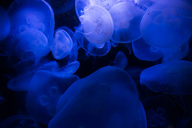 istock jellyfish in blue water 474938778