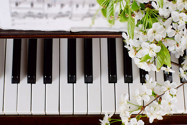 istock the blossoming cherry on a piano 474939552