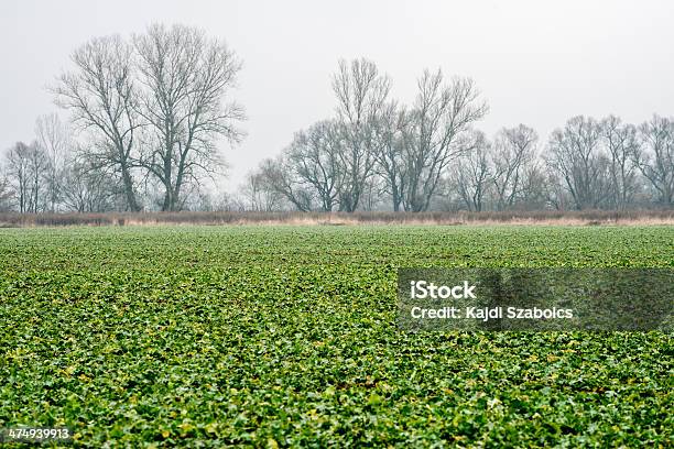 Terras Aráveis - Fotografias de stock e mais imagens de Agricultura - Agricultura, Ajardinado, Ao Ar Livre