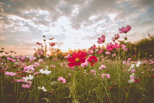 Cosmo de flores em branco, rosa, roxo, vermelho, é Bonito sunset - fotografia de stock