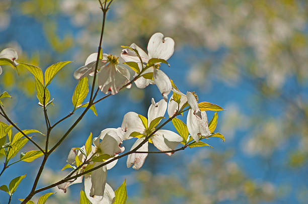 istock Dogwood blooms against a blue sky. 474940012