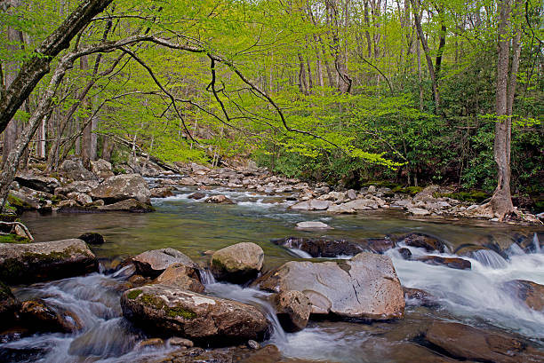 belo fluxo de água branca moldura com árvores verdes. - blue ridge mountains stream forest waterfall - fotografias e filmes do acervo