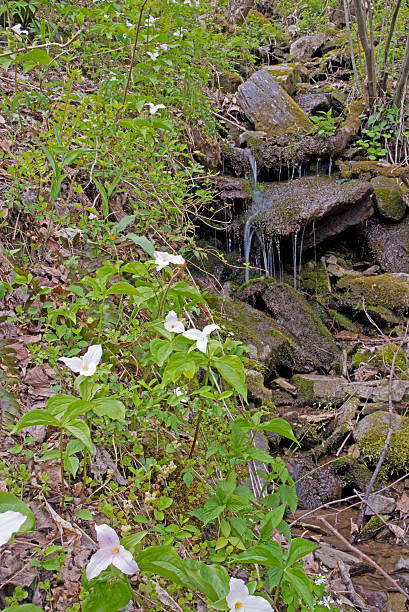 istock Large Flowered Trillium bloom along a small mountain branch. 474940058