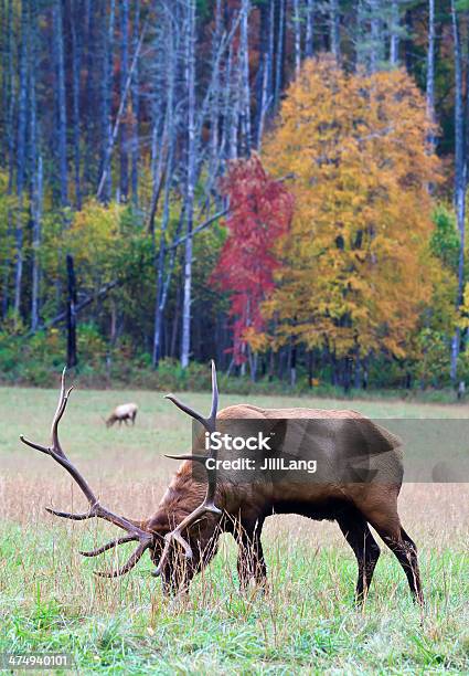 Elk Pastoreo En El Césped Foto de stock y más banco de imágenes de Aire libre - Aire libre, Ajardinado, Animal