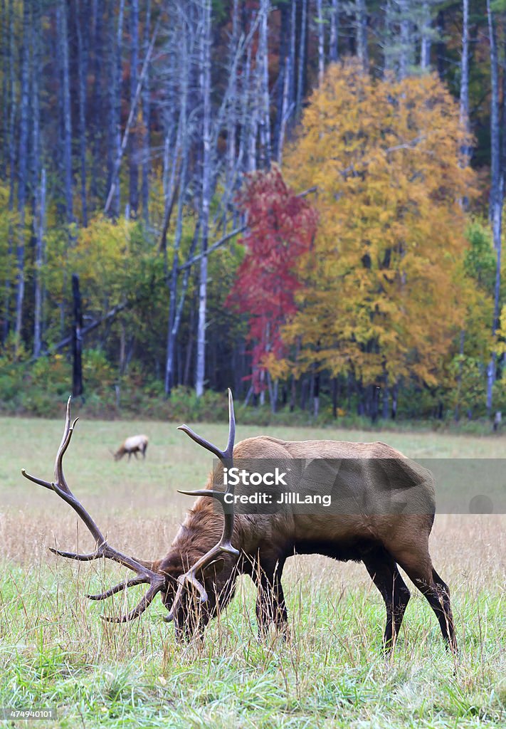 Elk al pascolo in erba - Foto stock royalty-free di Ambientazione esterna