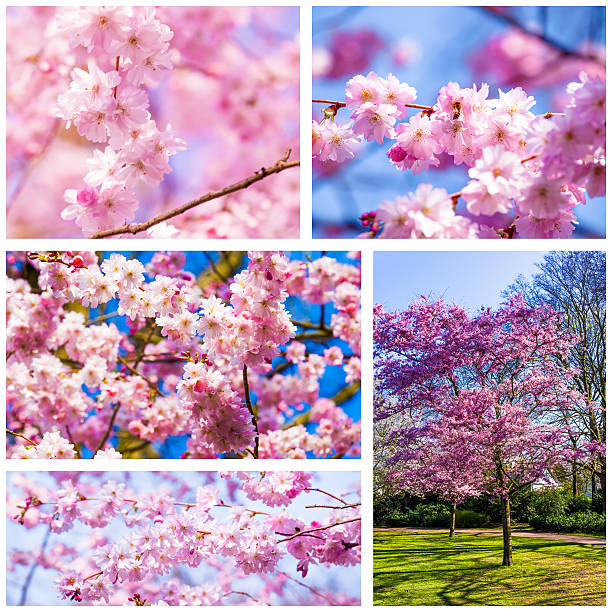 istock Beautiful pink cherry blossom (Sakura) 474940178