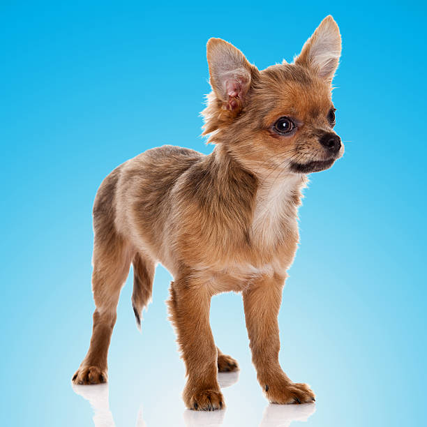 istock Beautiful chihuahua dog  on blue background 474940192