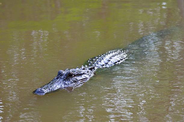 istock Alligator swimming in the swamps 474940216