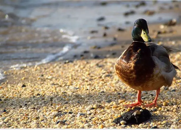 Mallard enjoying the beach