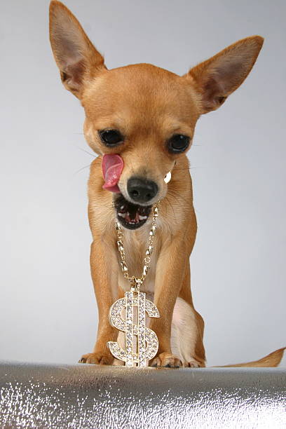 Yum Bling Bling Dog stock photo