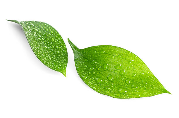 istock Water drop on green leaves 474942233