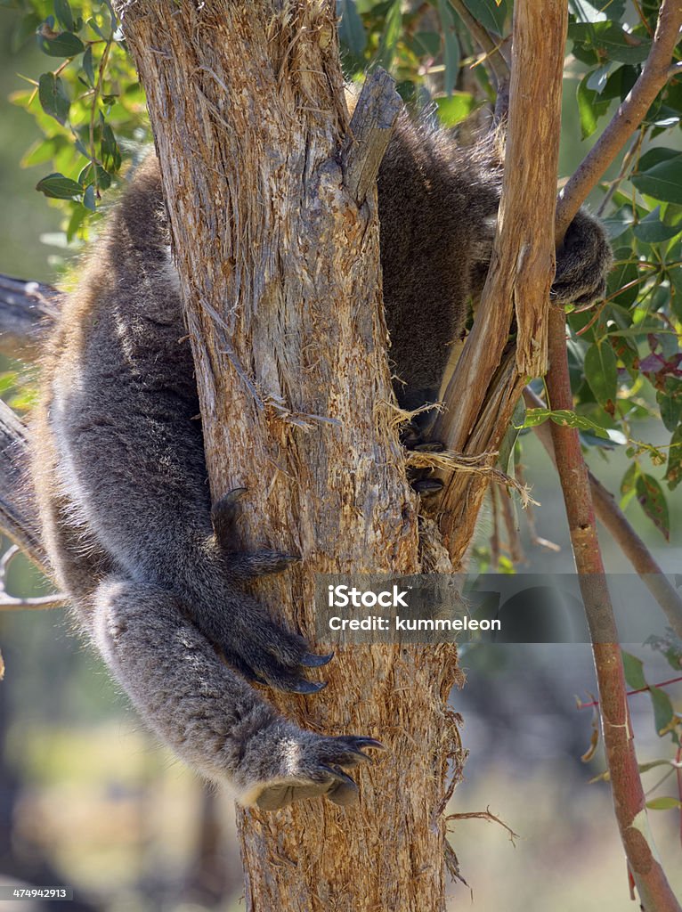 Dormire koala - Foto stock royalty-free di Animale