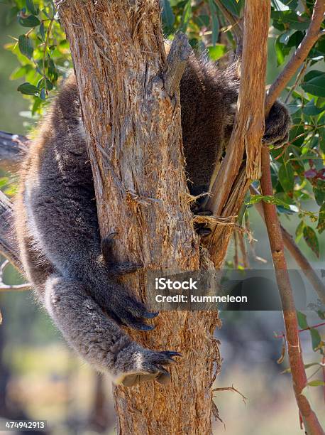 Dormir Coala - Fotografias de stock e mais imagens de Animais caçando - Animais caçando, Animal, Animal em via de extinção