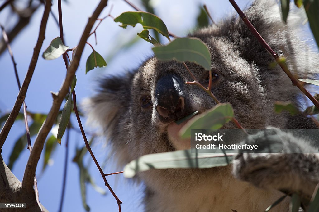 Koala mangiare - Foto stock royalty-free di Albero di eucalipto