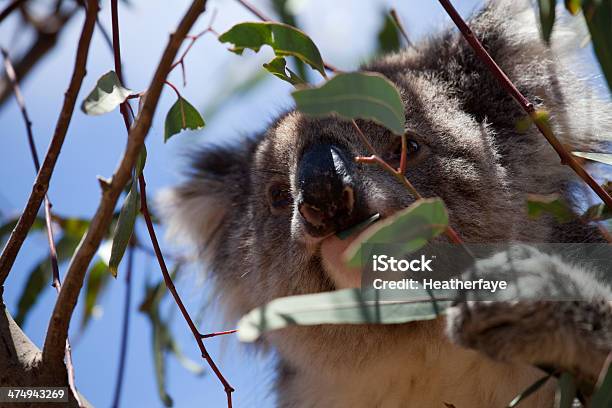 Koala Mangiare - Fotografie stock e altre immagini di Albero di eucalipto - Albero di eucalipto, Ambientazione esterna, Animale