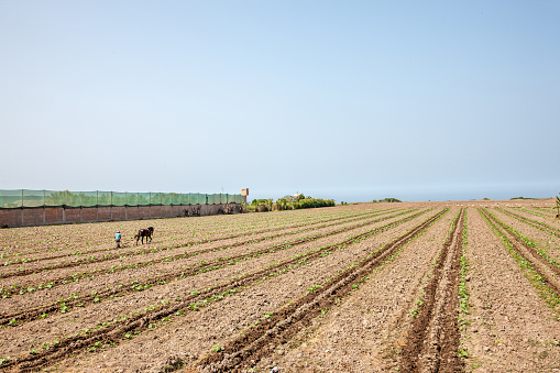 Brown plowed agricultural field with dirt in spring