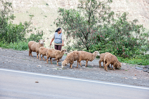 Huaraz, Peru - January 23, 2015: Peruvian woman tending to her flock of sheep at a busy roadside outside Huaraz in Peru
