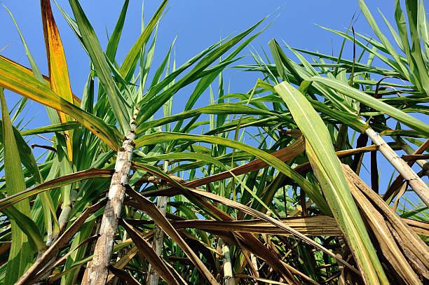 istock sugarcane plants under blue sky,thailand 474943626