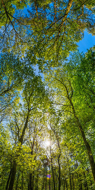 vert toile, dotées de lumière du jour grâce à de grands arbres été bois - forest fern glade copse photos et images de collection