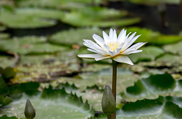 istock Beauty white lotus in the marsh 474945244