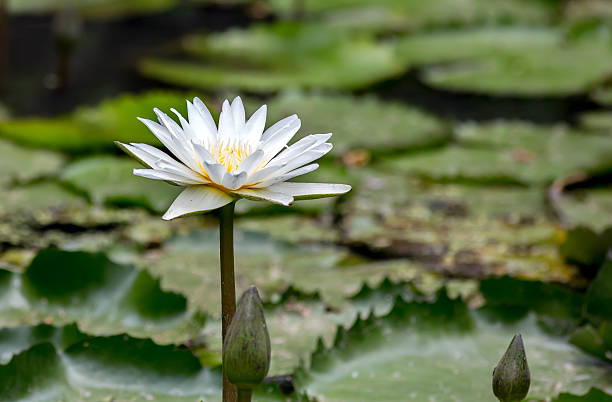 istock Beauty white lotus in the marsh 474945254