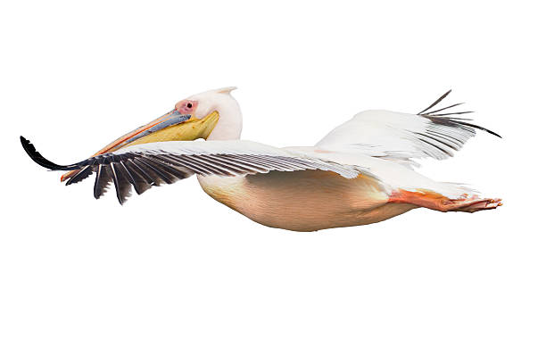 flying pelican isolated flying pelican pelican stock pictures, royalty-free photos & images