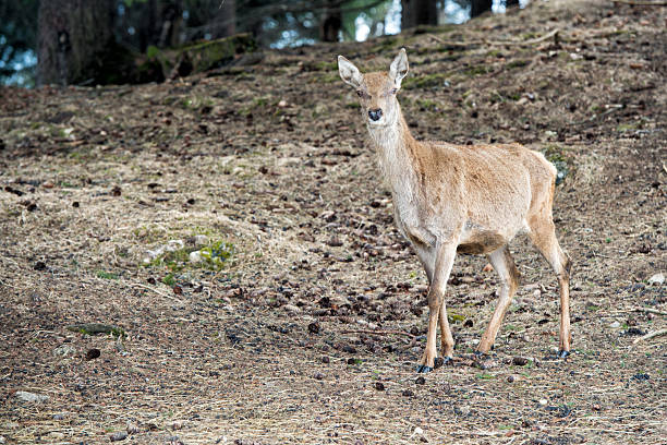 istock Female Deer on the grass background 474945728