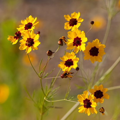 This is golden Alabama Coreopsis tinctoria Wildflowers. These are growing in Morgan County. These pretty daisy-like wildflowers re-seed, and come back prettier every year.
