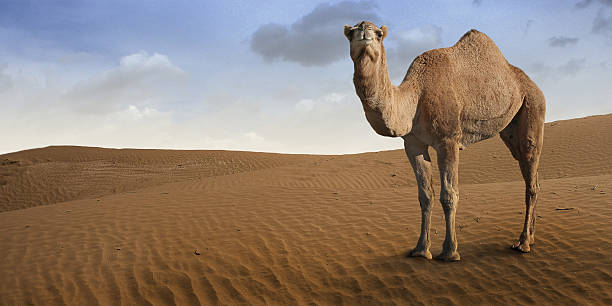 camello standing in front of the desert. - morocco desert camel africa fotografías e imágenes de stock