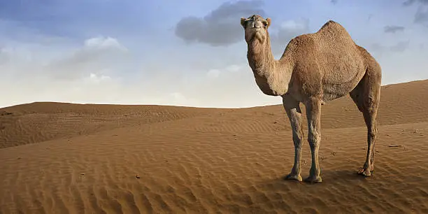 Illustration on the theme of desert animals.