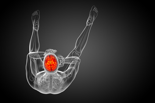 3D medical illustration of the brain  - top view