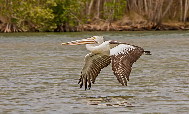 istock Lake Weyba Pelican 474946291