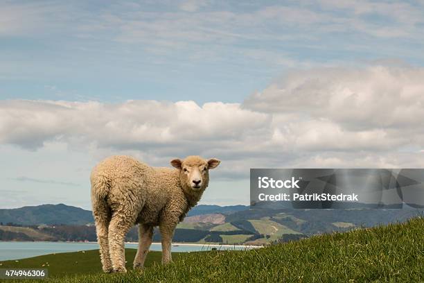 Curious Sheep Looking Back Stock Photo - Download Image Now - Lamb - Animal, Looking Over Shoulder, 2015