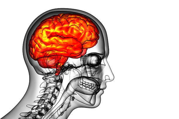 medical ilustración 3d del cerebro - brain human spine brain stem cerebellum fotografías e imágenes de stock