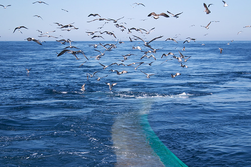 Fishing activity. Otter trawl fishing net and seagulls feeding of discards. Blue sea