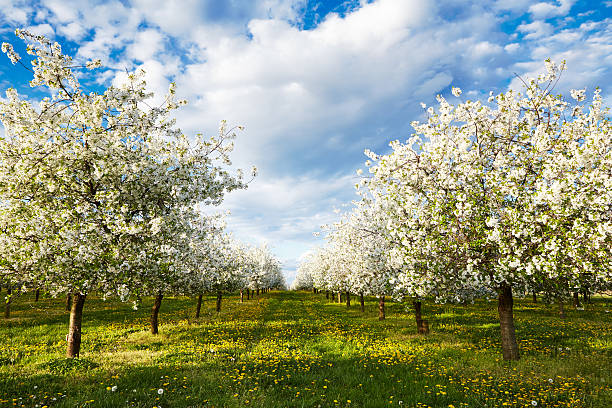 체리 꽃 과수원, 민들레 - single flower flower spring apple tree 뉴스 사진 이미지