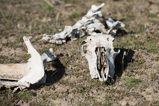 istock sheep skull and bones on the ground 474946858