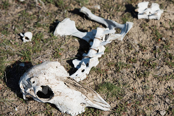 istock sheep skull and bones on the ground 474946868