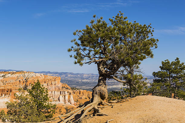 pino erizo silhouetted contra el cielo azul en bryce canyon - bristlecone pine fotografías e imágenes de stock