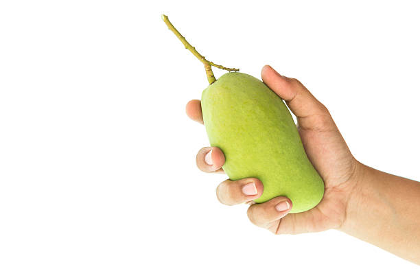 istock Close up hand holding green mango isolated on white 474947240
