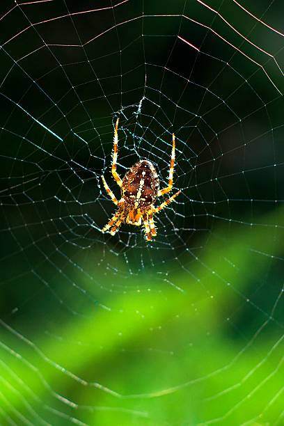 istock cross spider in its web waiting for the victim 474947814
