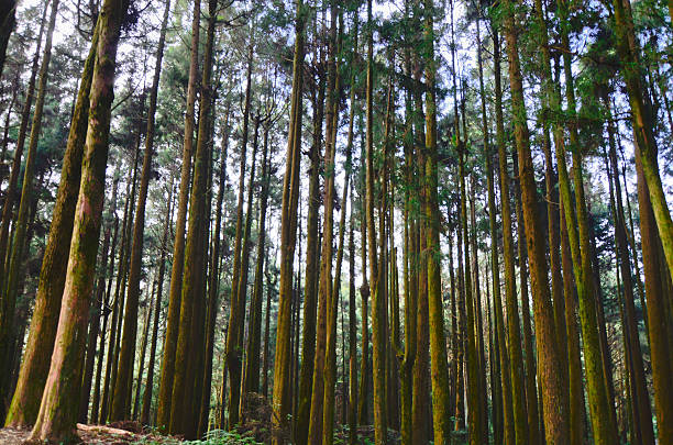 istock Alishan forest amusement park,Taiwan 474948273