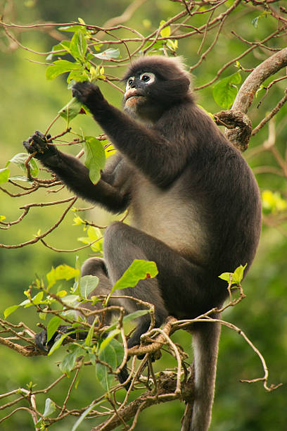 istock Spectacled langur sitting in a tree, Thailand 474948515