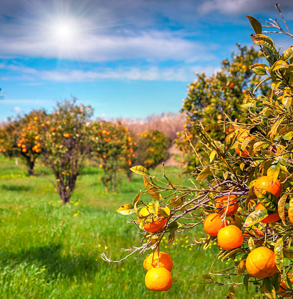 istock Sunny morning in orange garden in Sicily 474948672
