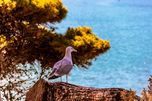 istock Gargano coast :royal seagull.Vieste (Puglia) -ITALY- 474948713